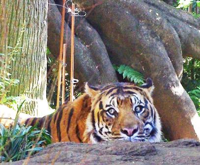 tiger4